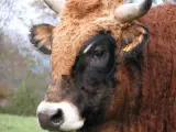 Rural acreage, Jakarta - thumbnail 2