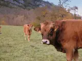 Countryside land parcel, Toronto - thumbnail 3