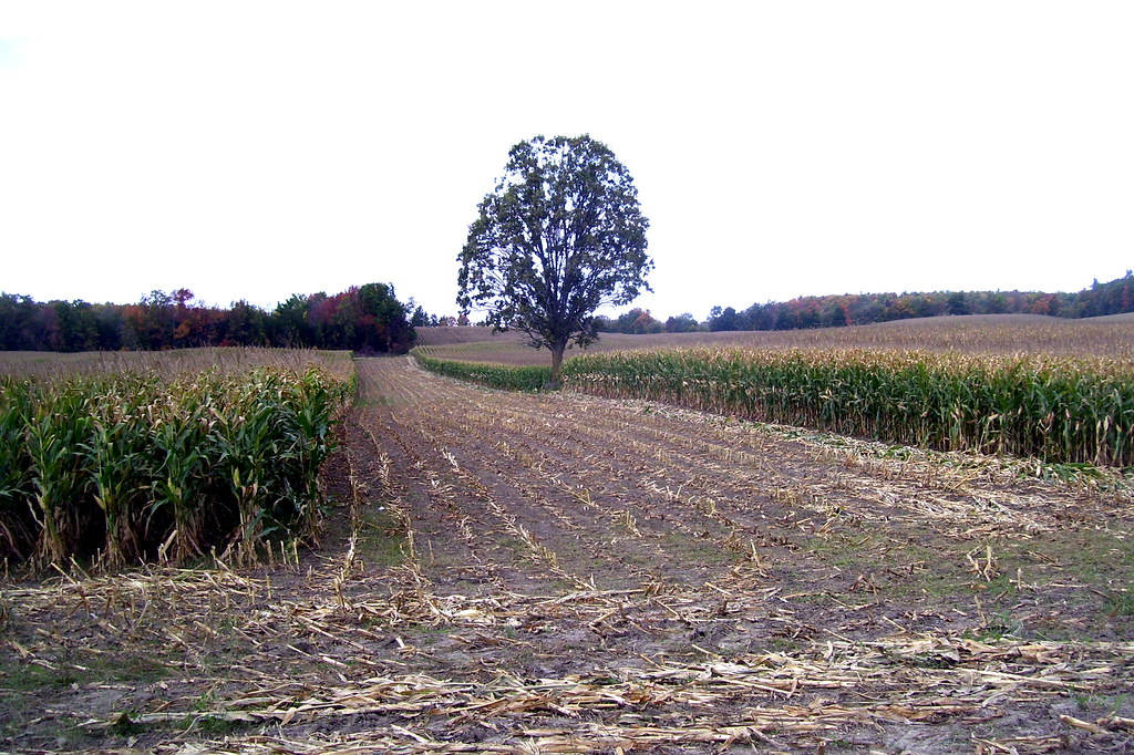 Rural acreage, Nairobi - photo 2