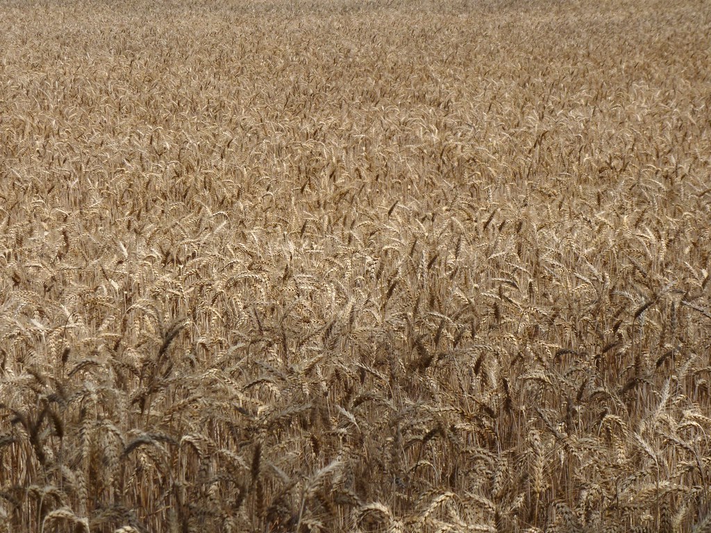 Countryside land parcel, Istanbul - photo 2