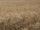 Countryside land parcel, Istanbul - thumbnail 2