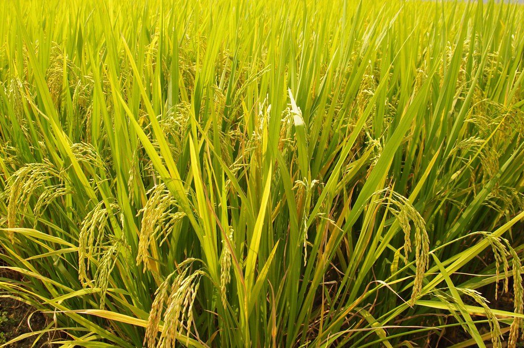 Shanghai Grazing land near town - photo 1