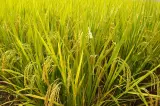 Shanghai Grazing land near town - thumbnail 1