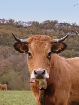 Shanghai Grazing land near town - thumbnail 3