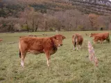 Rural acreage, New York - thumbnail 2