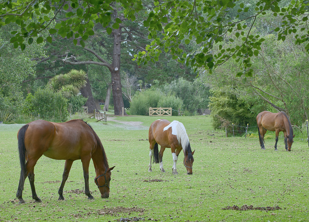 Riding horse listing, Chicago - photo 2