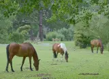 Riding horse listing, Chicago - thumbnail 2