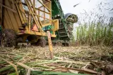 Shanghai Orchard tractor - thumbnail 3