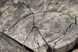 Landscaping, Kathmandu - thumbnail 3