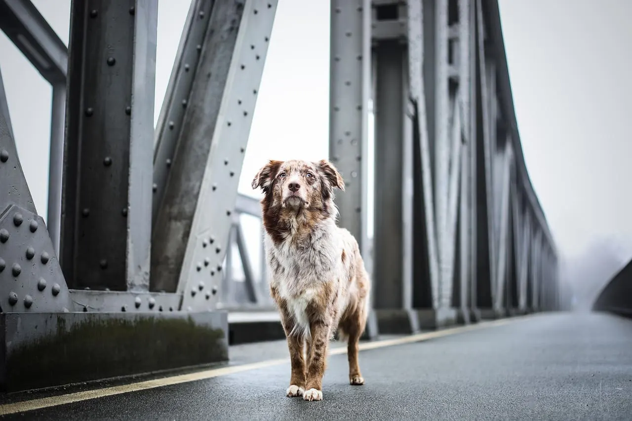 Dog Walking، Manama - thumbnail 4
