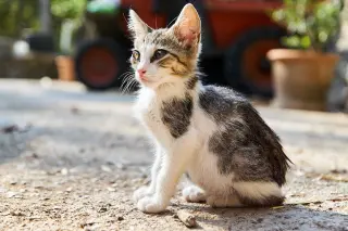 Pet Sitting, Colombo