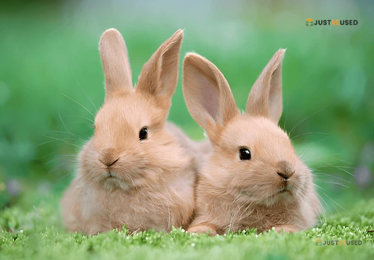 FluffyHop Premium Bunny Care Kit