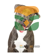 PAPI DOG