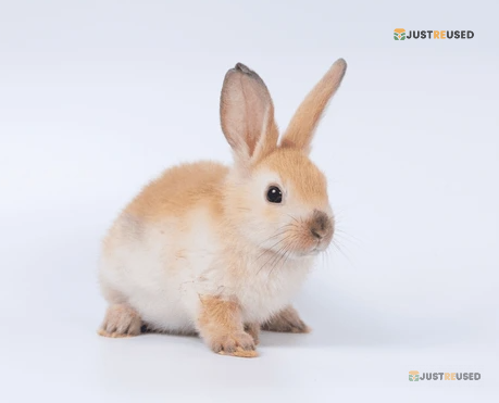 FluffyHop Premium Bunny Care Kit