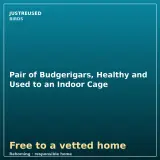 Pair of Budgerigars, Healthy and Used to an Indoor Cage - thumbnail 1