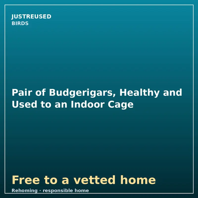 Pair of Budgerigars, Healthy and Used to an Indoor Cage