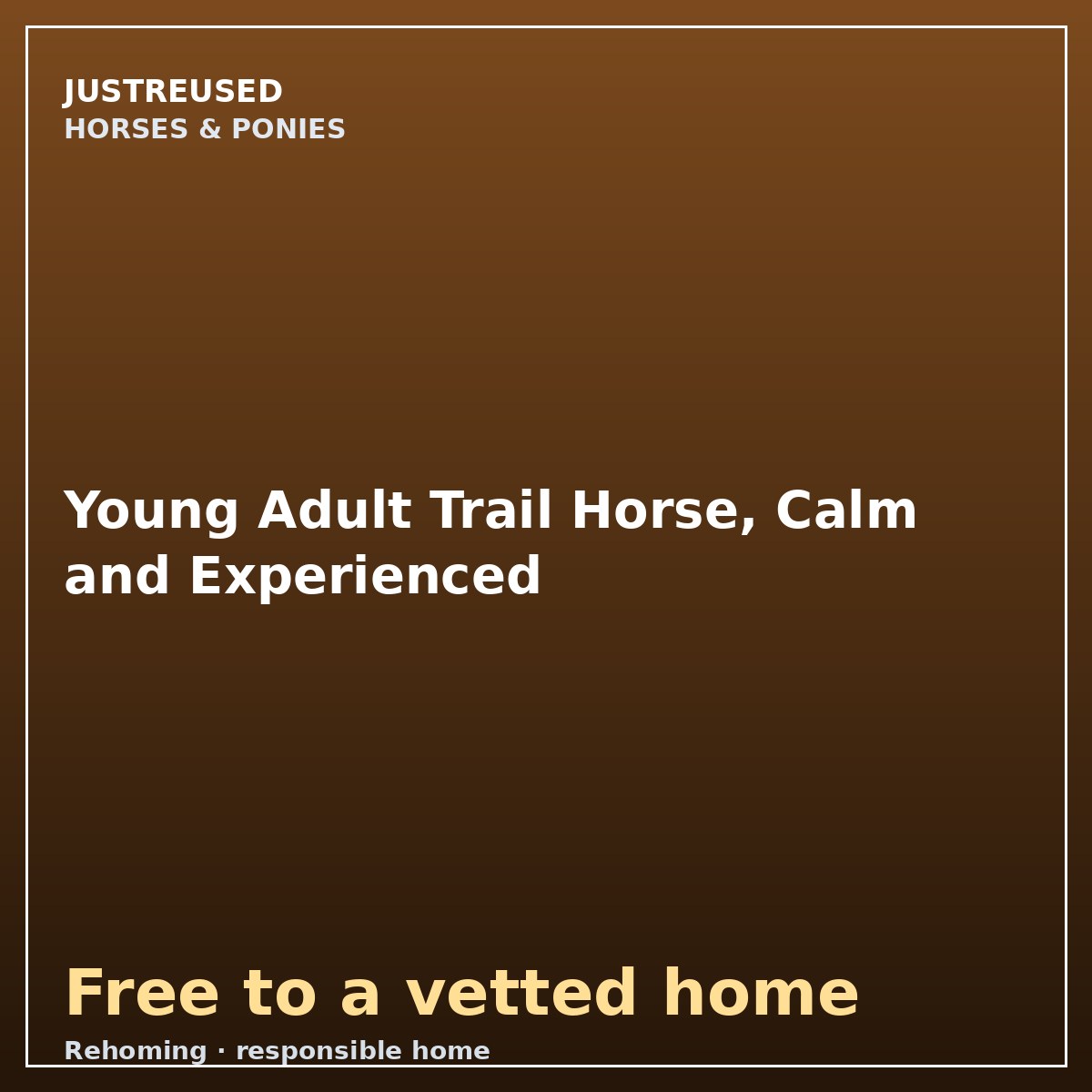 Young Adult Trail Horse, Calm and Experienced