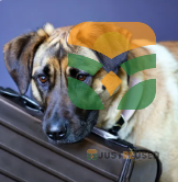 The Mighty Dog