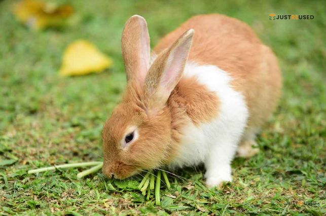 FluffyHop Premium Bunny Care Kit